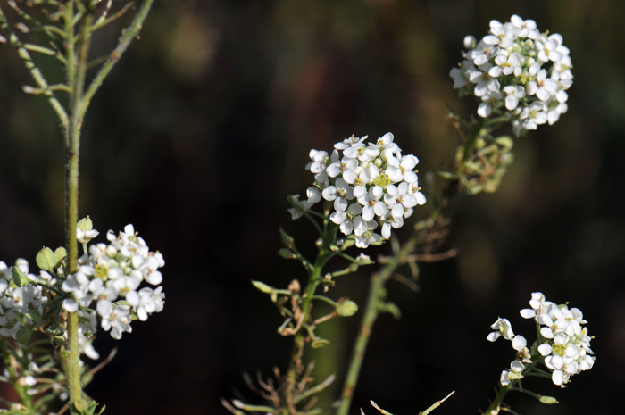 Mesa Pepperwort has 4 petals and 4 sepals, common characteristics of the Brassicaceae family which used to be called Cruciferae. A reference to the cross-like image of the 4 by 4 petals and sepals. Lepidium alyssoides